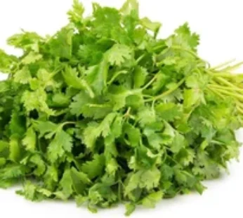 Coriander leaves Bunch 1 Stuk