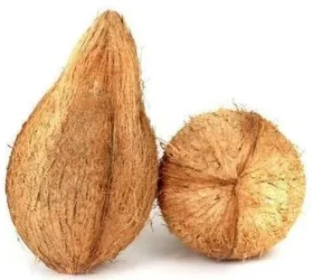 Coconut whole with Husk (Not refundable)