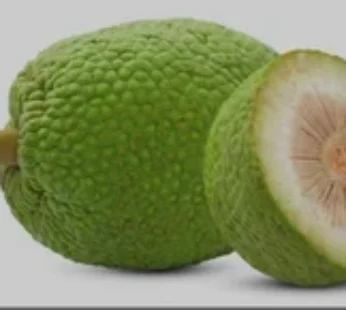 Breadfruit