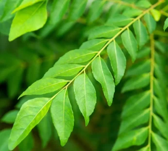 Curry leaves 50g