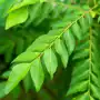 Curry leaves 50g