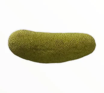 Baby Jackfruit Green  (1.3kg )/Unripe