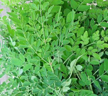 Drumsticks leaves ~ 350g