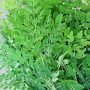 Drumsticks leaves ~ 350g