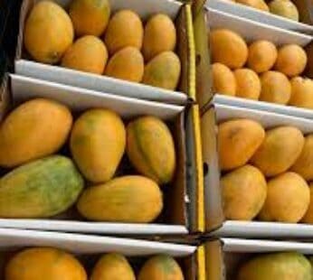 Mango Dominican Sweet one (Box 1480-1700g)