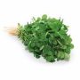 Methi leaves bunch