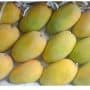 Kesar Mango 1.5 kg