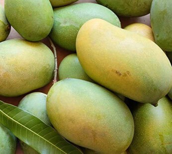 Rasalu Mangos  3KG