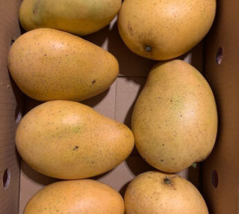 Fresh Banganapalli/ Badami Mangoes 3KGs