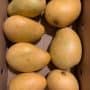 Fresh Banganapalli/ Badami Mangoes 3KGs