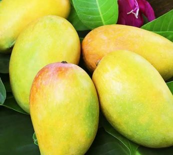 Dasheri Mangos ~2.8 to 3KG