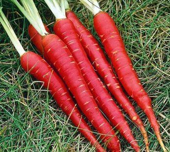 Red Carrot