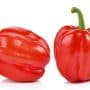 Red Paprika