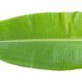 Banana Leaf 1 stuk