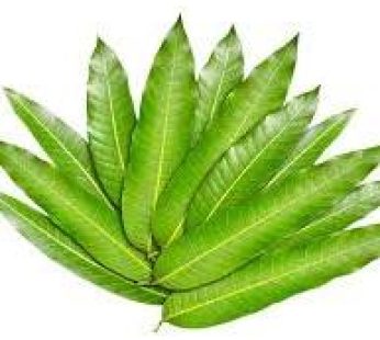 Mango Leaf 100g