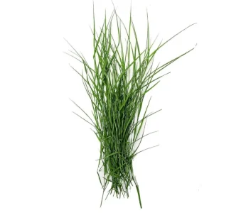 puja grass 50g