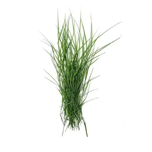 puja grass 50g