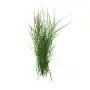 puja grass 50g