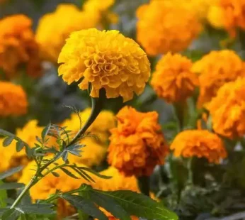 Fresh Marigold Flower 100g
