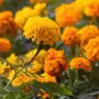 Fresh Marigold Flower 100g