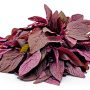 Red Amaranth leaves  1 bunch