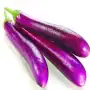 [POS_ONLY]long Brinjal_