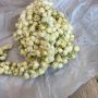 Jasmine flower
